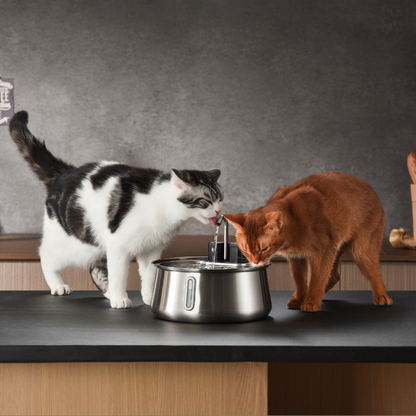 Aqua Paw™ - Voor jouw vitale vierpoter